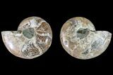 Thick, Cut & Polished Ammonite Fossil - Madagascar #148049-1